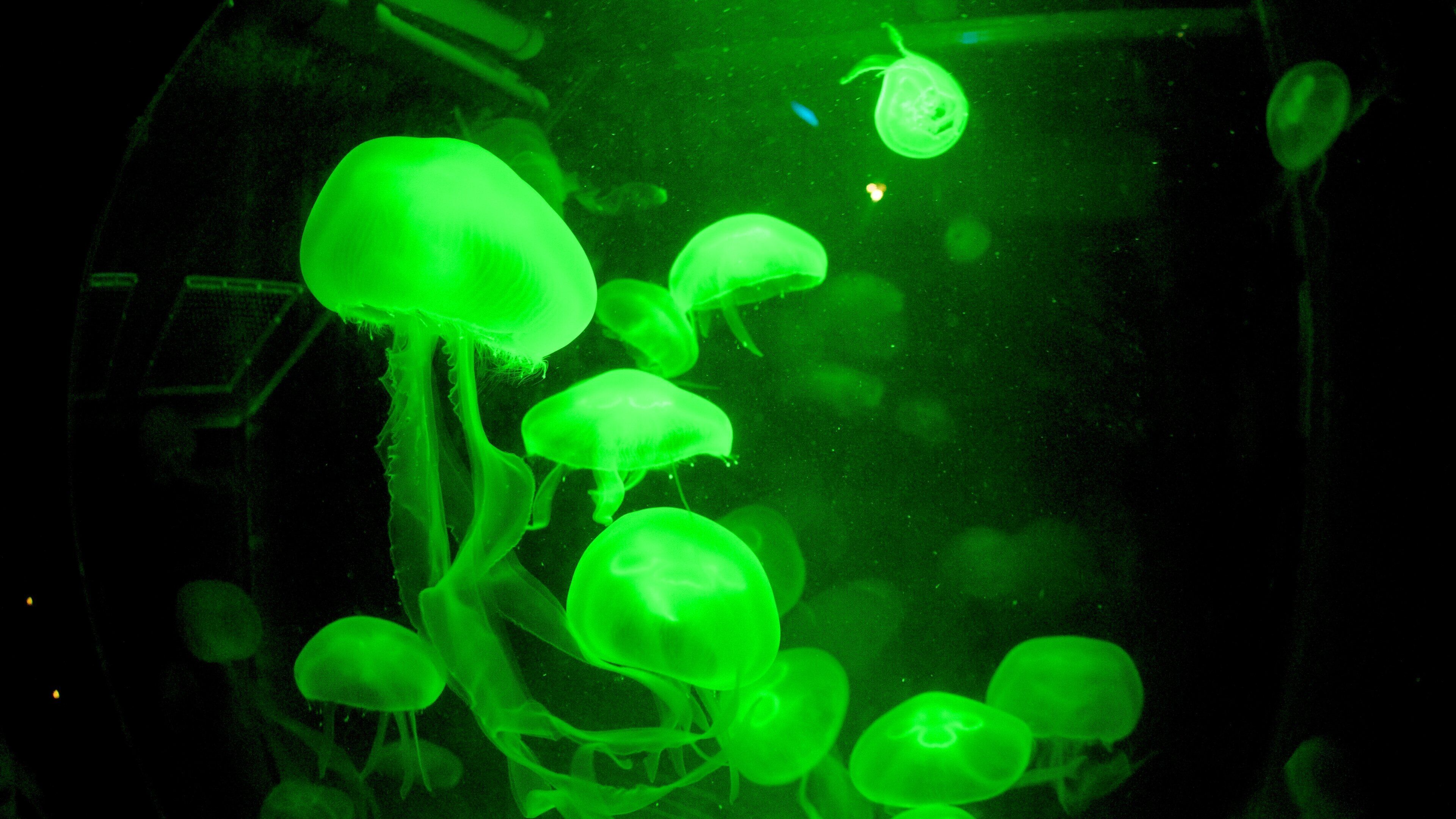 Sea Life Aquarium featuring marine life