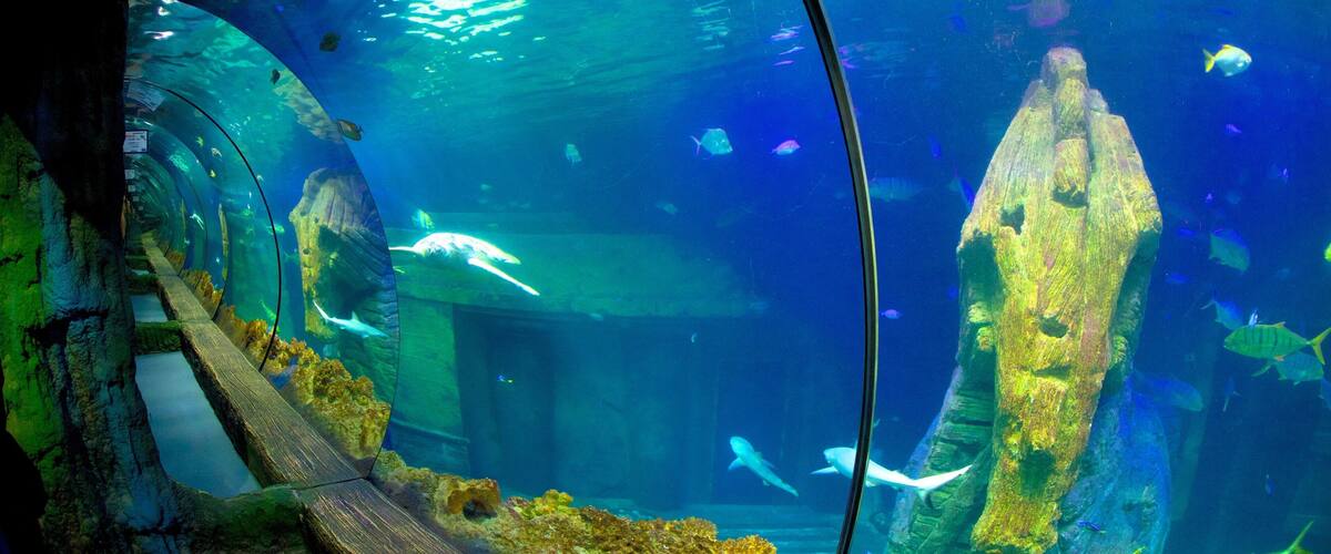 Sea Life Aquarium showing marine life and interior views