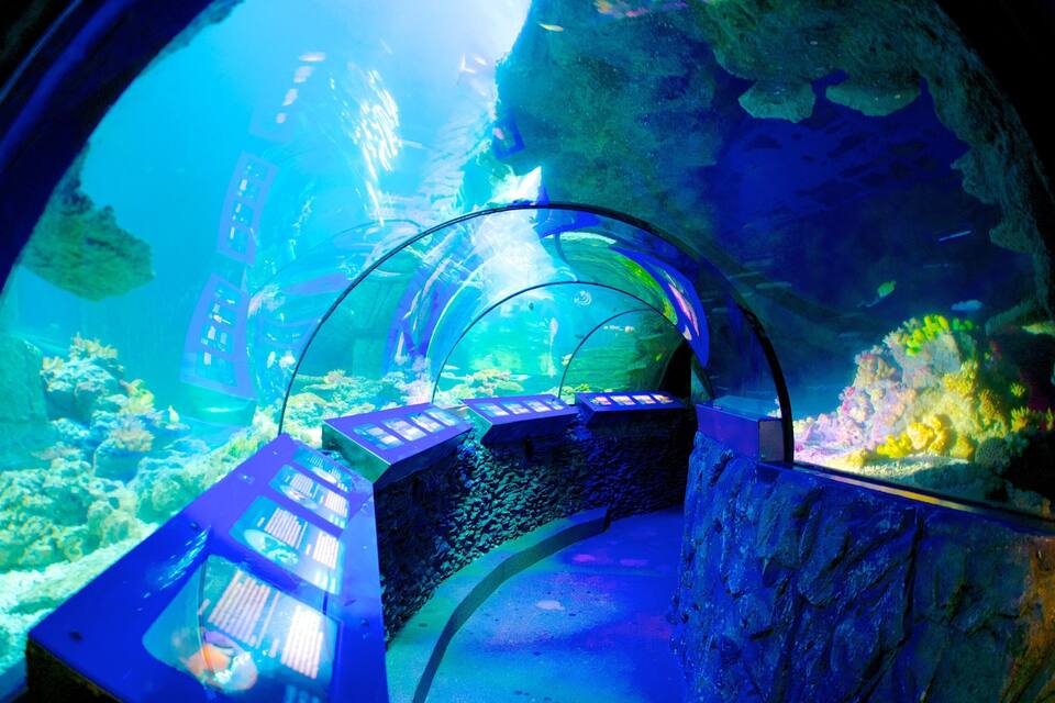 Un túnel submarino con paredes de cristal, rodeado de vida marina y formaciones de coral.