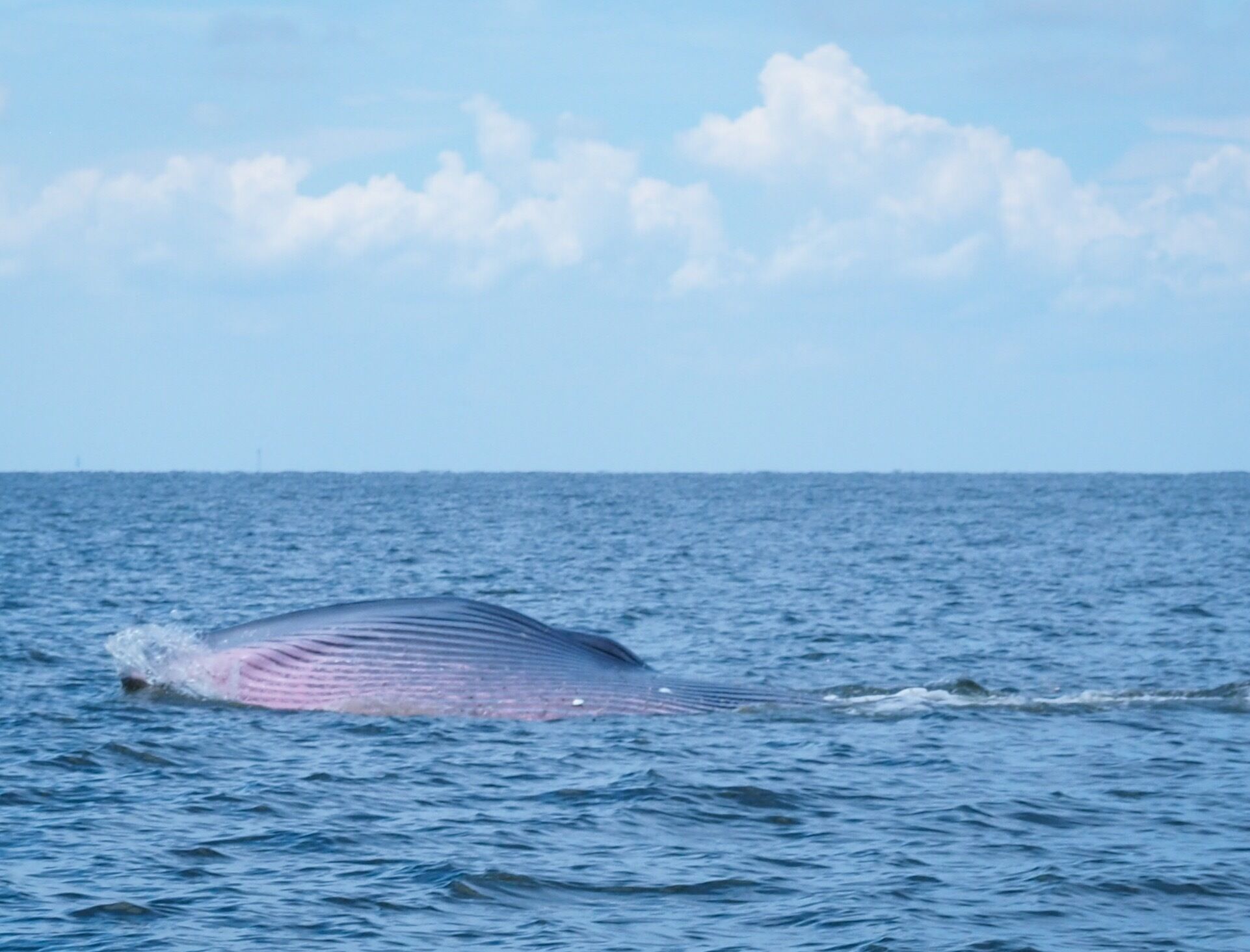 Bryde's whale, Eden's whale