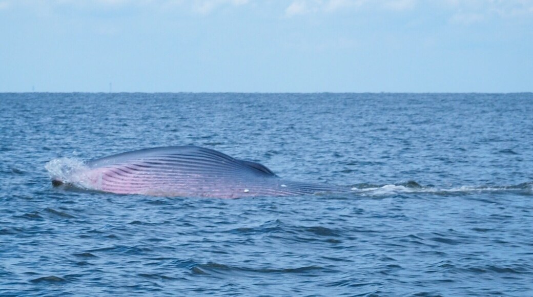 Bryde's whale, Eden's whale