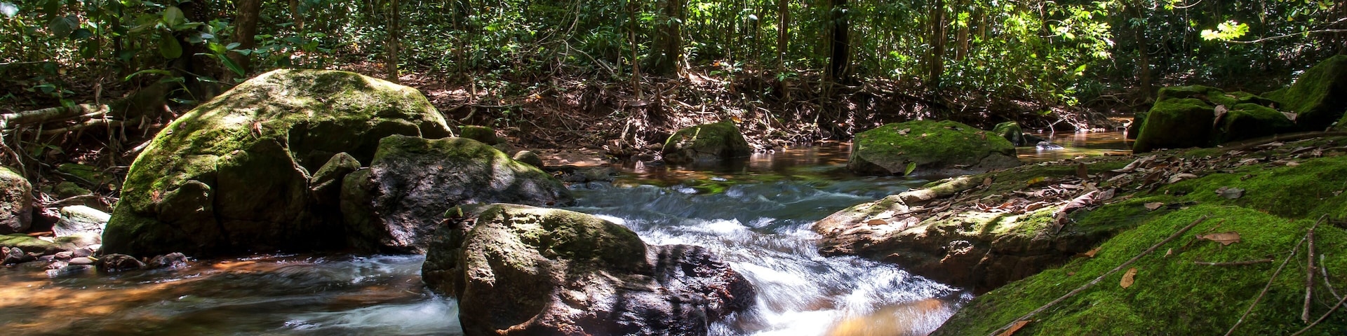 Un arroyo en el bosque con rocas cubiertas de musgo y follaje verde denso.