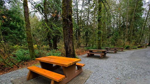 Fall colors in the rainforest in Goldstream park, Victoria BC, Vancouver Island