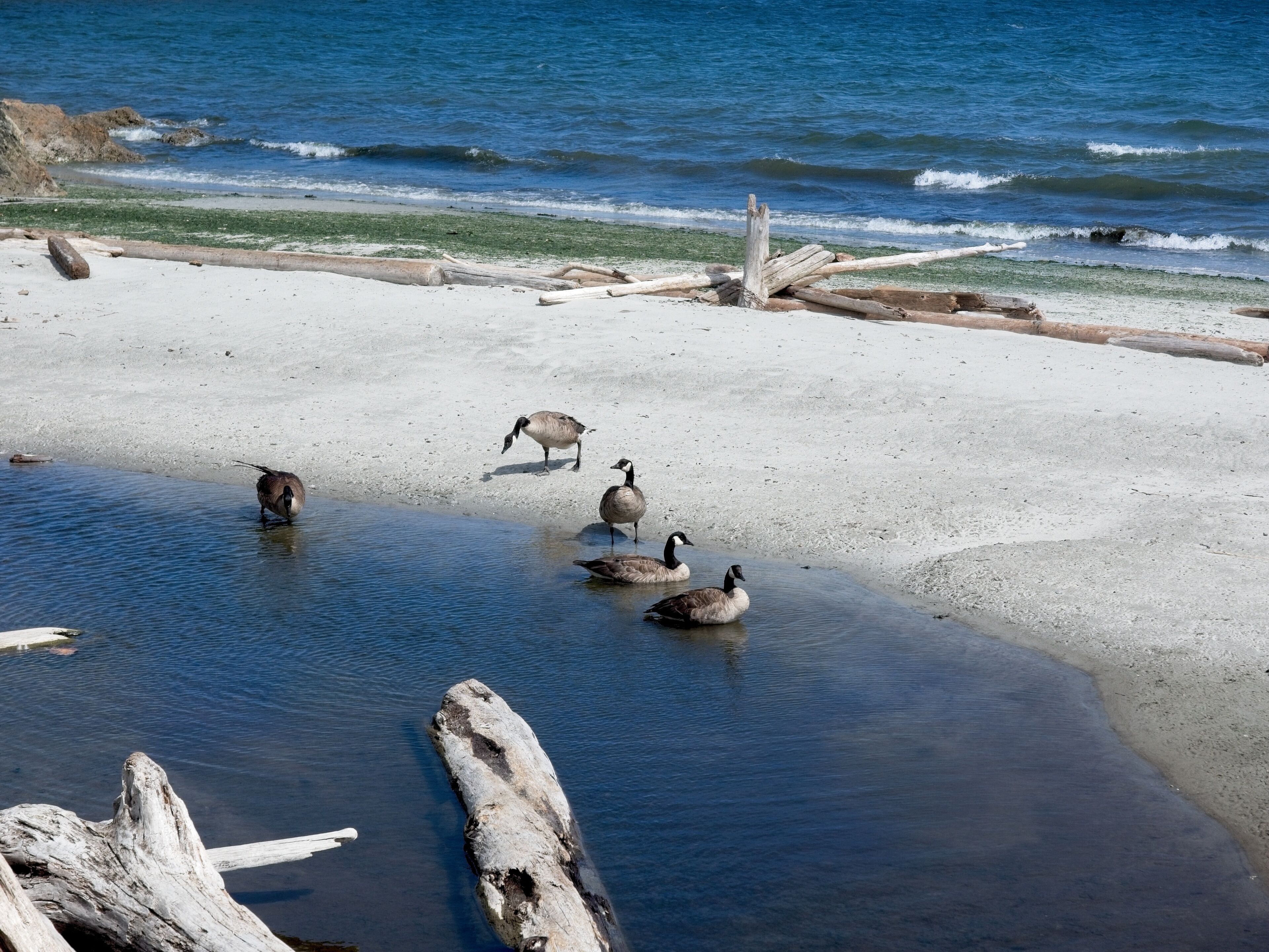 Oak Bay