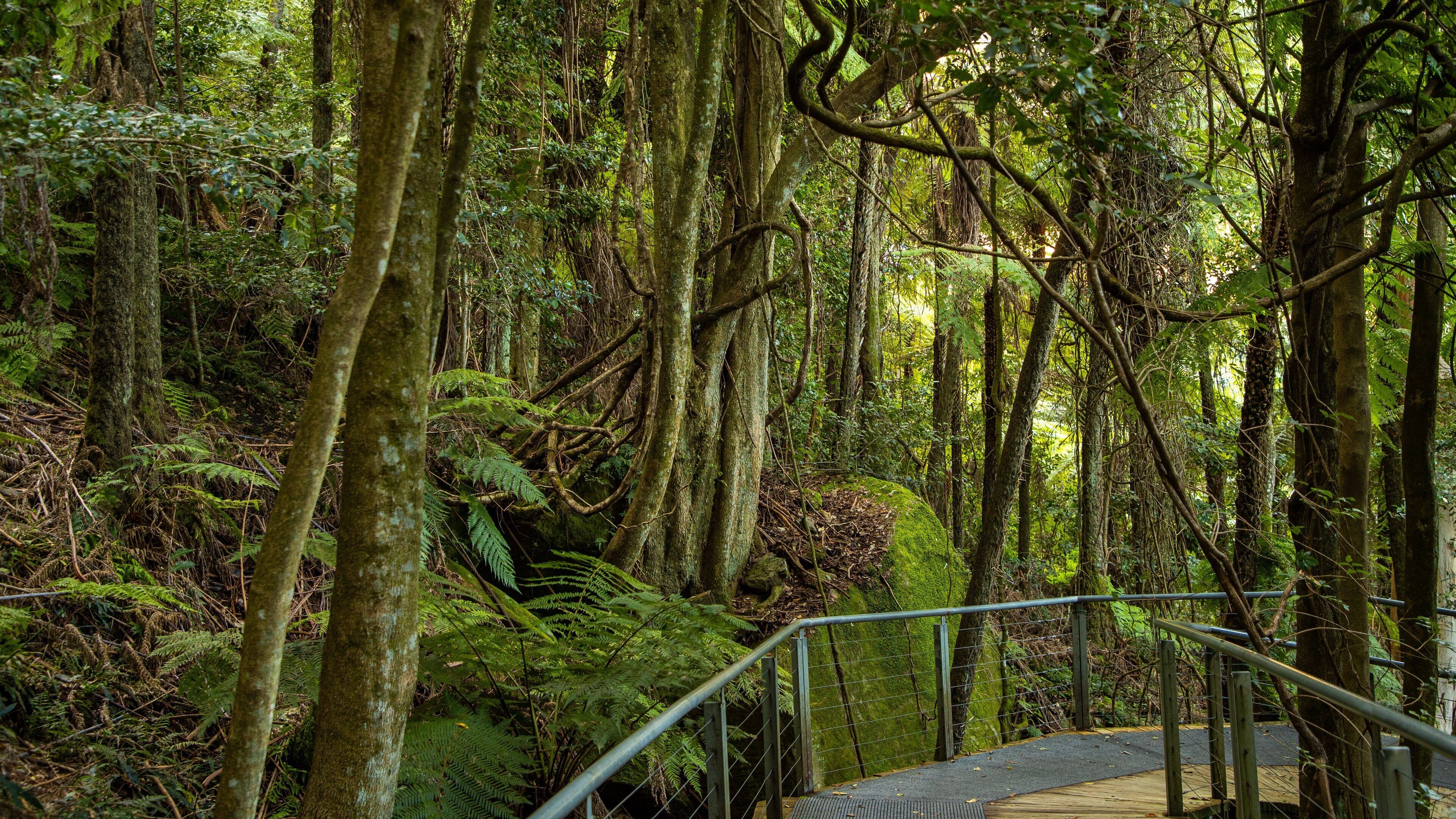 Katoomba Scenic World showing forest scenes