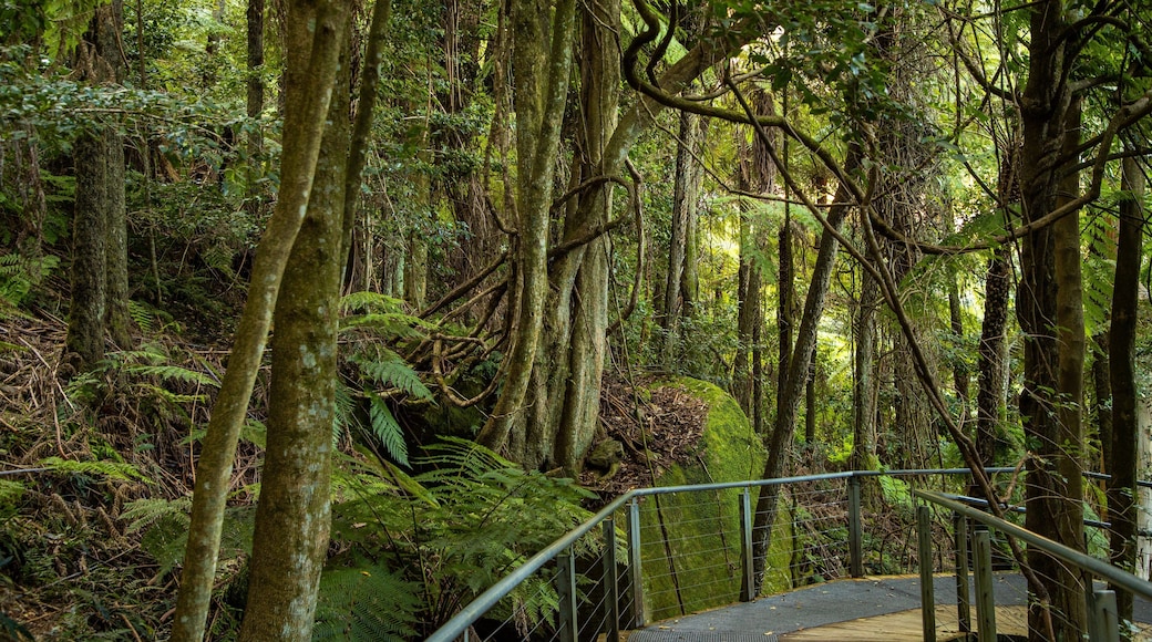 Katoomba Scenic World showing forest scenes
