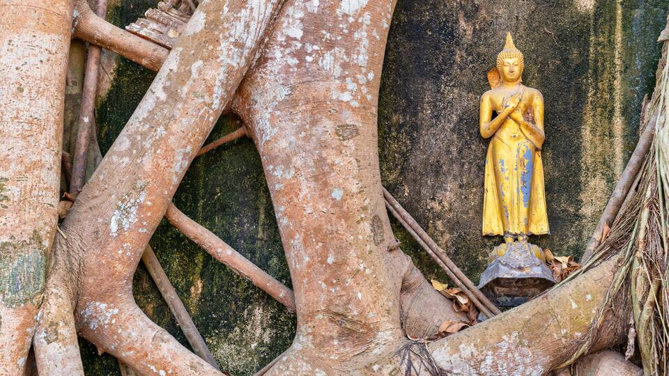 A golden statue of Buddha nestled among tree roots.