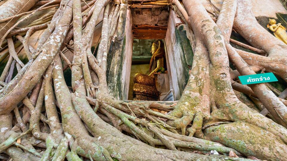 A Buddha statue in a niche surrounded by intertwined tree roots.