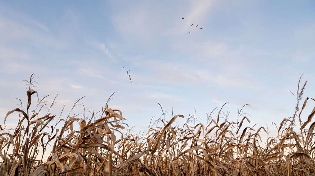 Canadian Geese Soar Over Autumn Cornfield in the Heartland