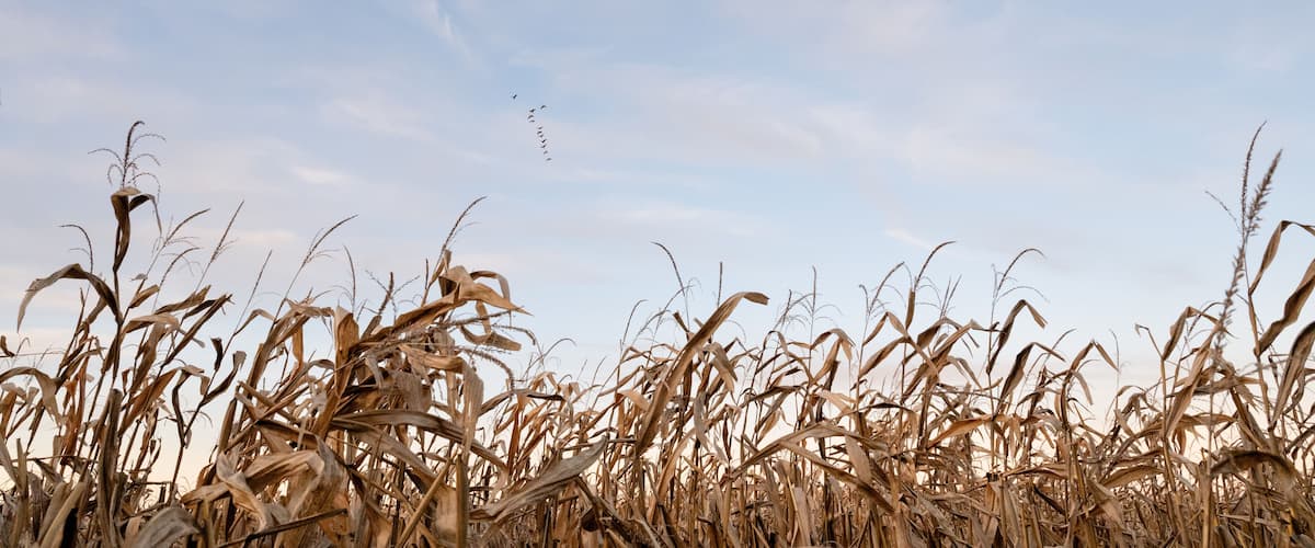 A field of corn with a clear sky and birds flying.