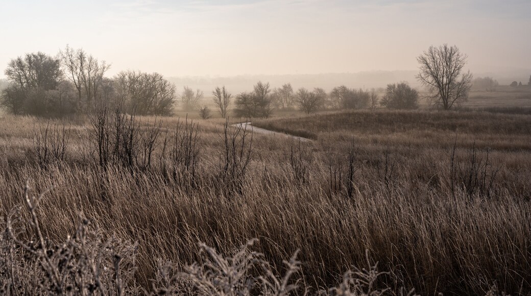 A foggy rural field with frost-covered trees and prairie grasses