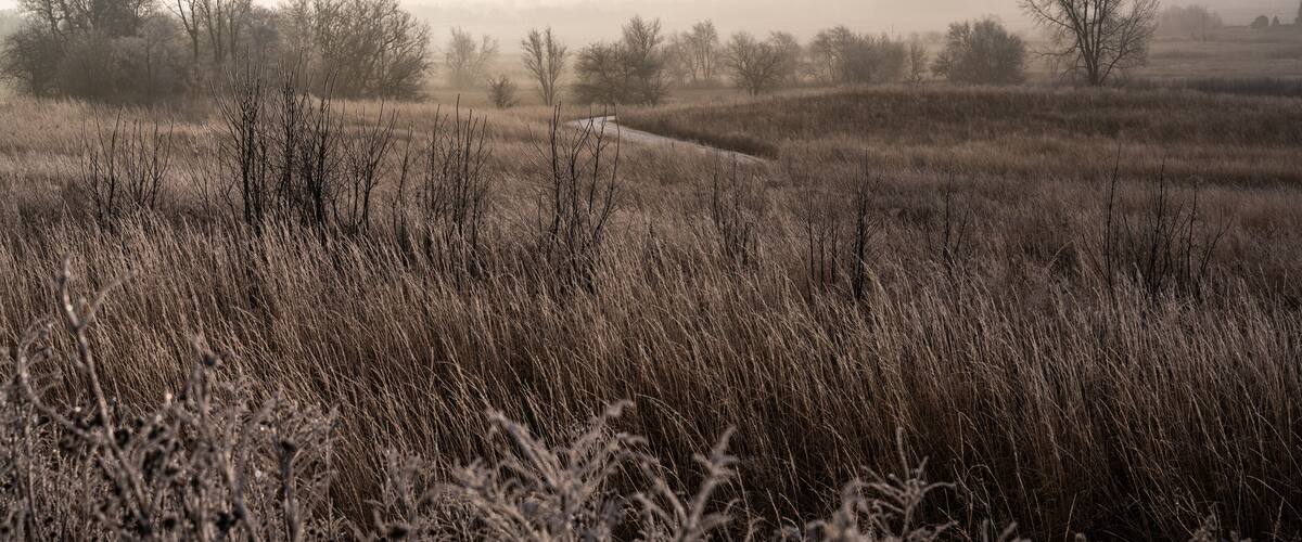 A foggy rural field with frost-covered trees and prairie grasses