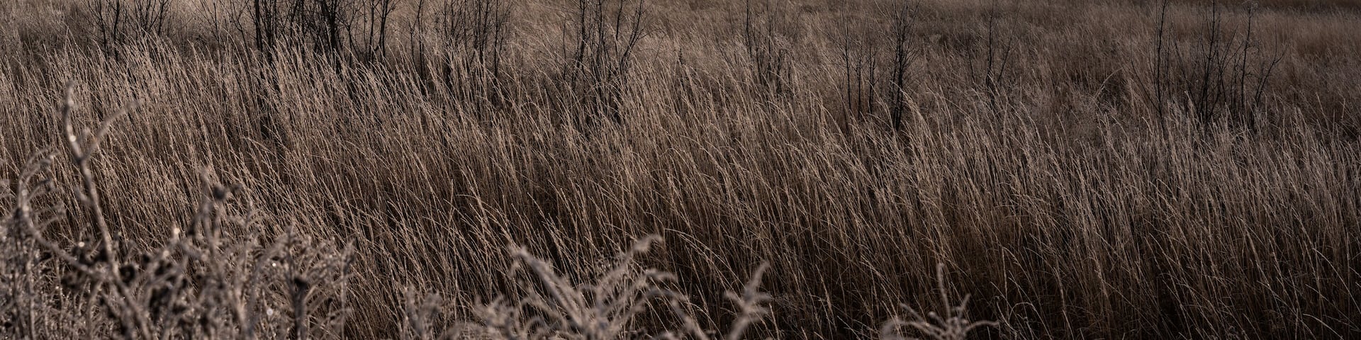 A foggy rural field with frost-covered trees and prairie grasses