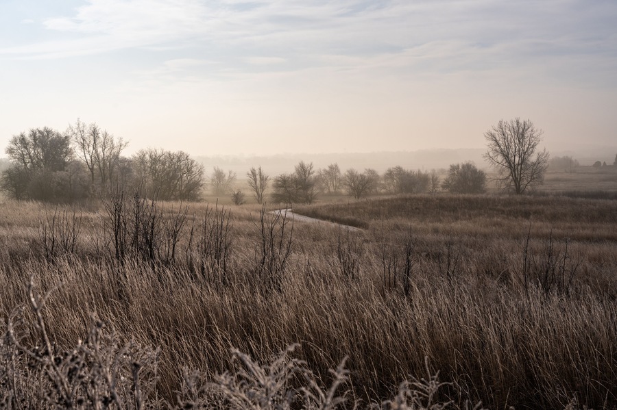 A foggy rural field with frost-covered trees and prairie grasses
