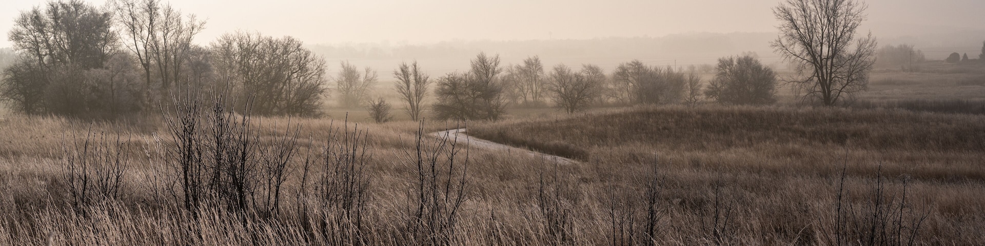 A foggy rural field with frost-covered trees and prairie grasses