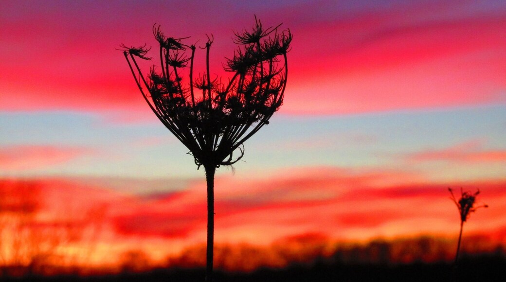 I love finding beauty in my own backyard. Who knew that the coldest night of the year would bring out the most beautiful sunset? Braved the below zero temperatures to capture this beautiful moment during #goldenhour
When snapping pics of the sunset patience is key, even when you're freezing cold it's worth the wait. #colorful #bestof5