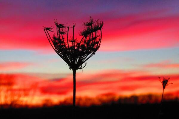 I love finding beauty in my own backyard. Who knew that the coldest night of the year would bring out the most beautiful sunset? Braved the below zero temperatures to capture this beautiful moment during #goldenhour
When snapping pics of the sunset patience is key, even when you're freezing cold it's worth the wait. #colorful #bestof5