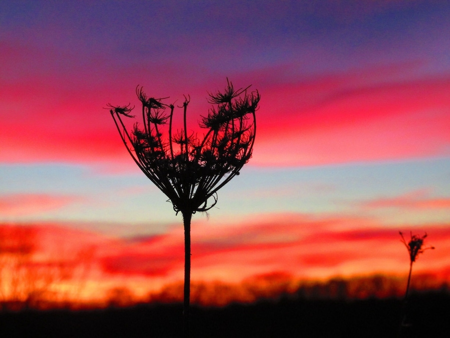 I love finding beauty in my own backyard. Who knew that the coldest night of the year would bring out the most beautiful sunset? Braved the below zero temperatures to capture this beautiful moment during #goldenhour 
When snapping pics of the sunset patience is key, even when you're freezing cold it's worth the wait. #colorful #bestof5