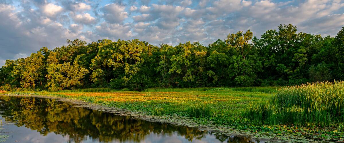 A calm lake reflecting trees and a field of yellow flowers.