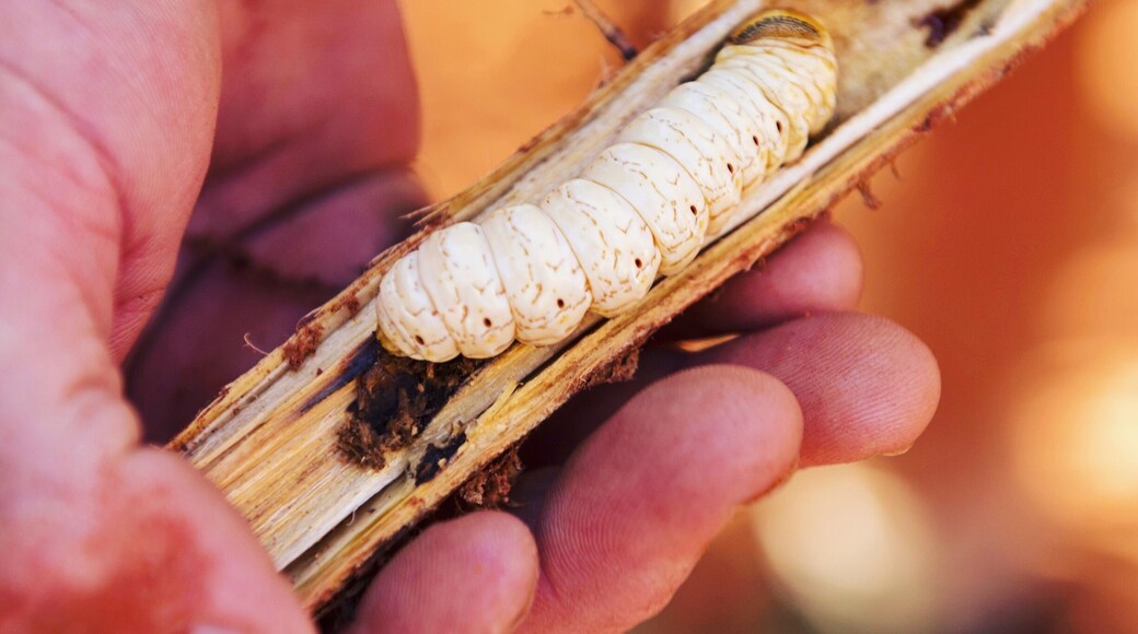 I'm in the Northern Territory working with Travel Freedom on two tours; Mulgas Adventures and Emu Run Experiences. Both have been fun and affordable products that showcase the best of this destination quickly and affordably. Our guide Chris has been one of many guides I've had in this part of the world but he's shown me heaps of new spots, taught me things I didn't know AND he dug up witchetty grubs for those brave enough to try them! 😱😱😱