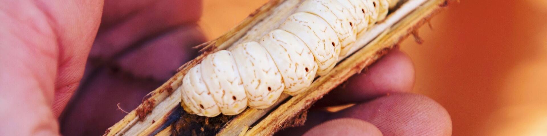 I'm in the Northern Territory working with Travel Freedom on two tours; Mulgas Adventures and Emu Run Experiences. Both have been fun and affordable products that showcase the best of this destination quickly and affordably. Our guide Chris has been one of many guides I've had in this part of the world but he's shown me heaps of new spots, taught me things I didn't know AND he dug up witchetty grubs for those brave enough to try them! đ±đ±đ±