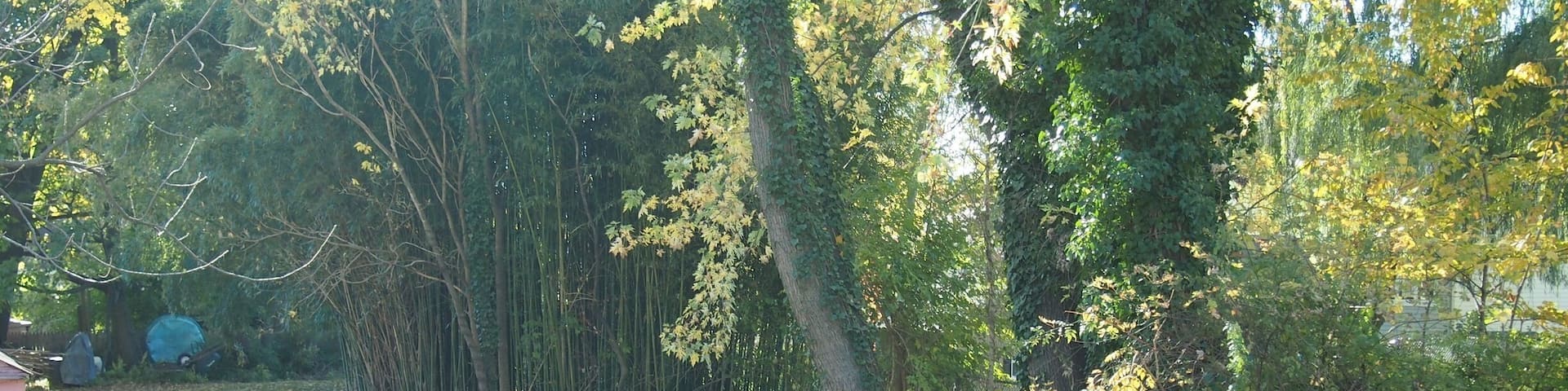 It's around backyard of our house