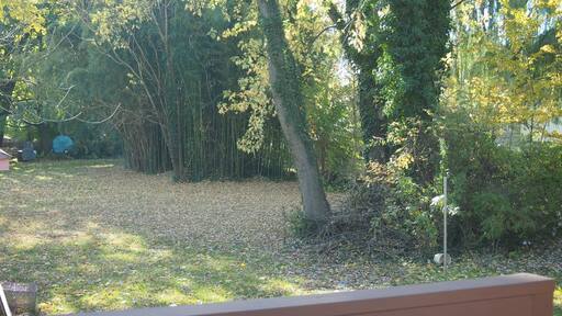 It's around backyard of our house