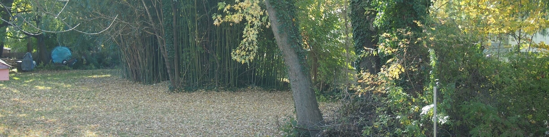 It's around backyard of our house