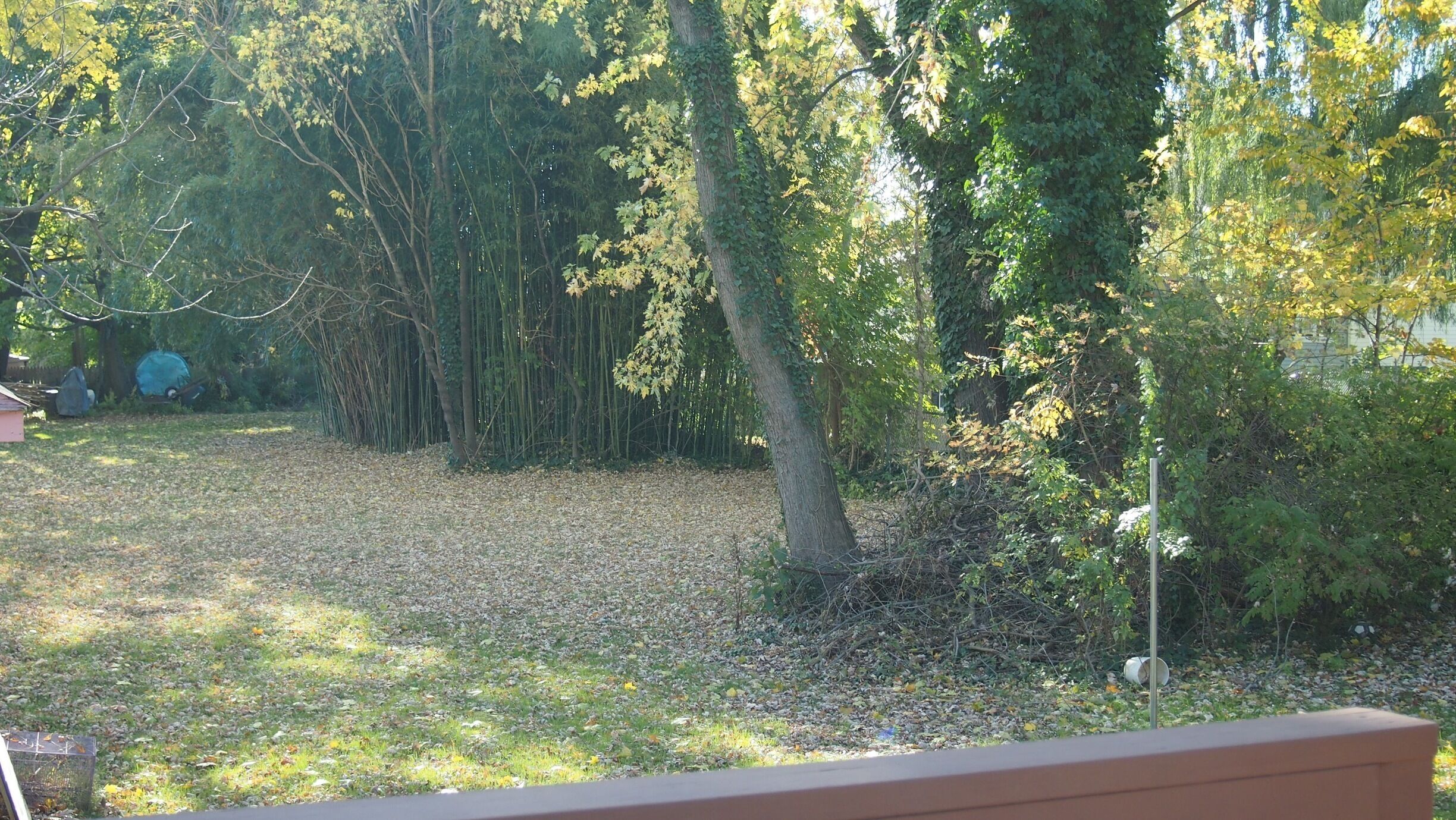 A wooded area with a grassy clearing and a tree with ivy.