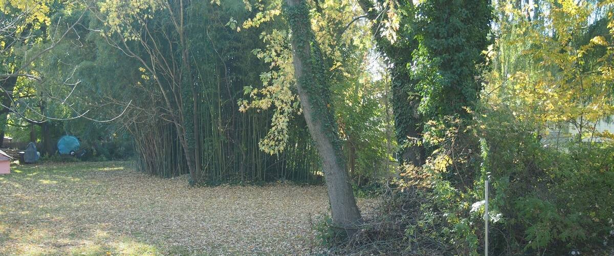 A wooded area with a grassy clearing and a tree with ivy.