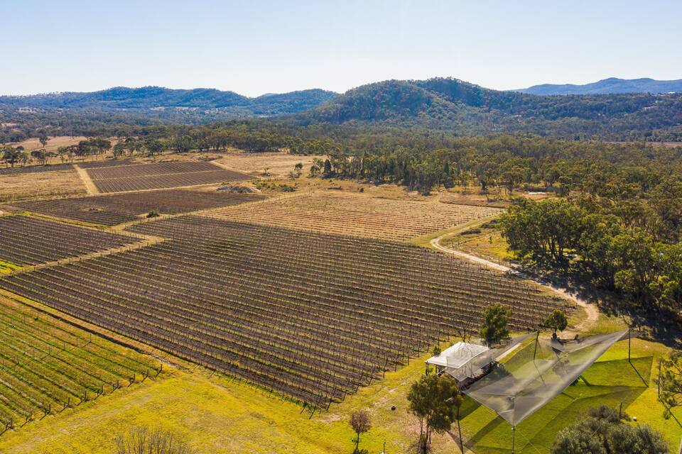 An aerial view of a vineyard with rows of grapevines, surrounded by forested hills and a clear sky.