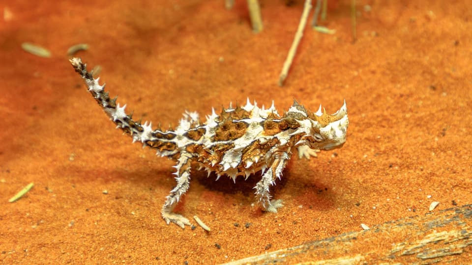 Banner panorama of Thorny Devil or mountain devil, thorny lizard, thorny dragon and moloch, a species of lizard. Desert Park at Alice Springs, Northern Territory, Australia. Copy space with red sand.
