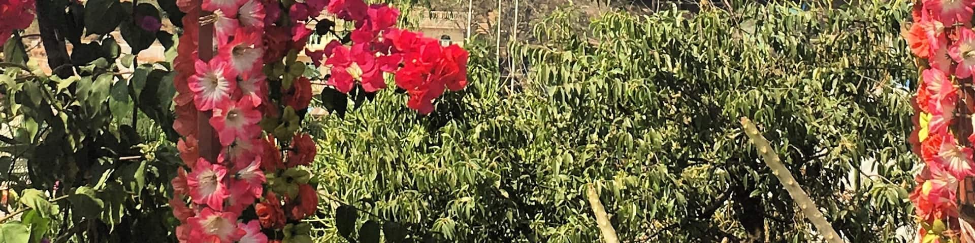 Steep climb ahead. Mount Popa, shrine to 37 nats. It is considered bad luck to wear black or red on the mountain, swear or think badly of others. #spirits #myanmar