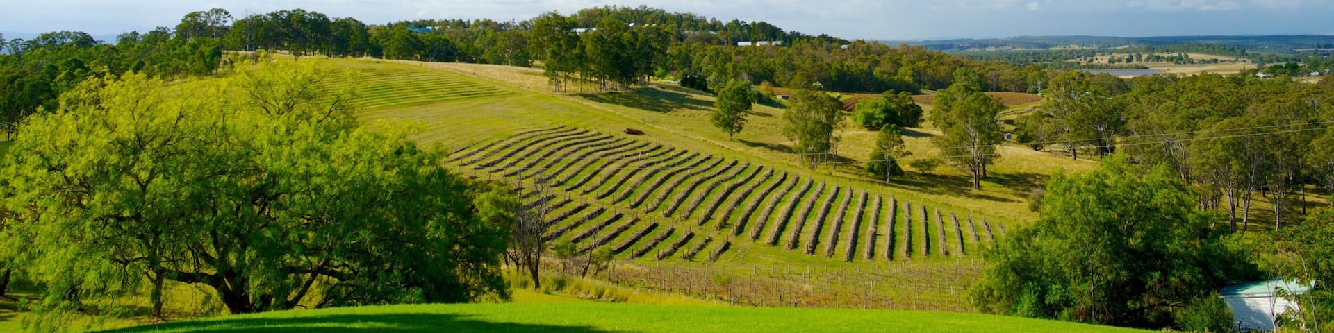 Audrey Wilkinson Winery showing farmland, tranquil scenes and landscape views