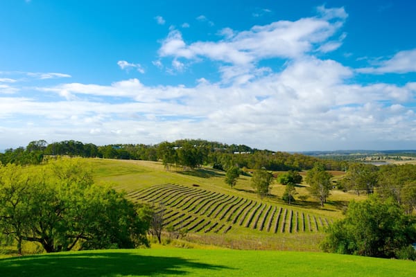 Audrey Wilkinson Winery showing farmland, tranquil scenes and landscape views