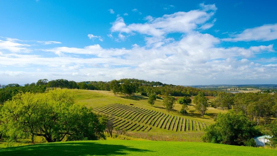Audrey Wilkinson Winery showing farmland, tranquil scenes and landscape views