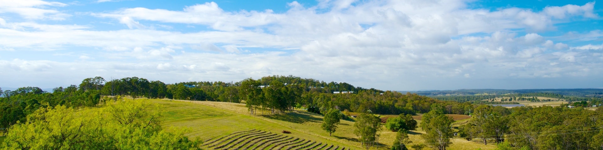 A vineyard with rows of grapevines on a hillside under a clear blue sky.