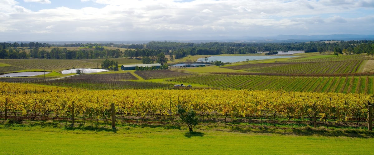 Vinoteca Audrey Wilkinson mostrando vistas panorámicas y tierra de cultivo