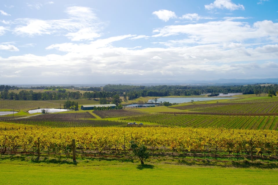 A vineyard landscape with rows of grapevines, a lake, and distant mountains under a partly cloudy sky.