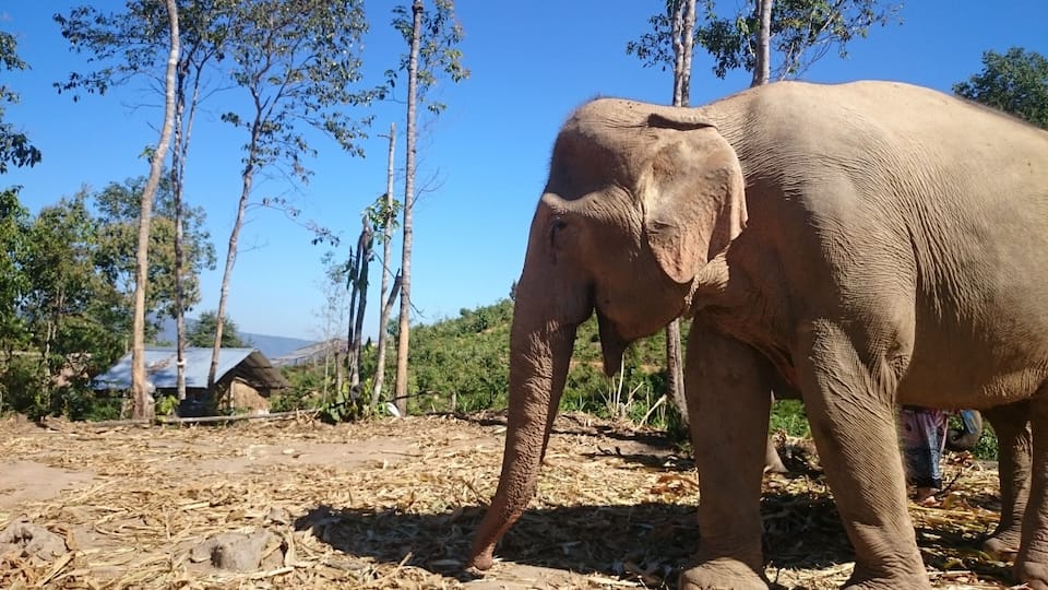 One of the elephants