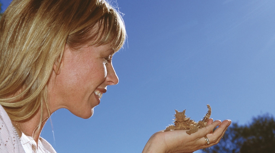 Centro de reptiles de Alice Springs ofreciendo animales del zoológico y animales y también una mujer