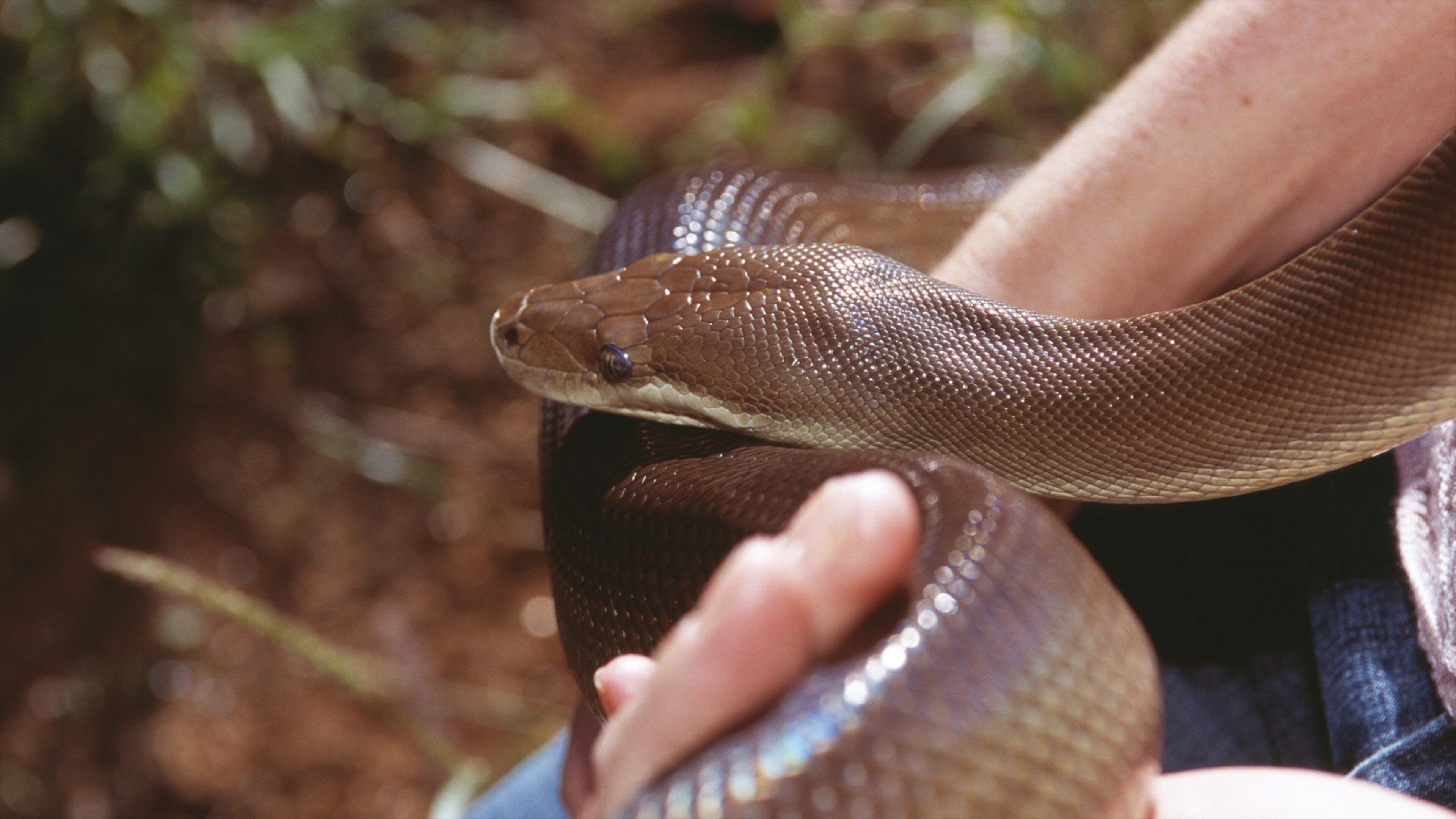 Alice Springs Reptile Centre showing zoo animals and dangerous animals