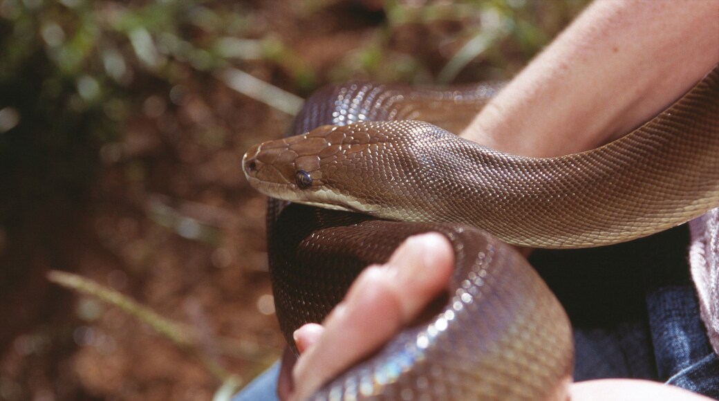 Alice Springs Reptile Centre showing zoo animals and dangerous animals