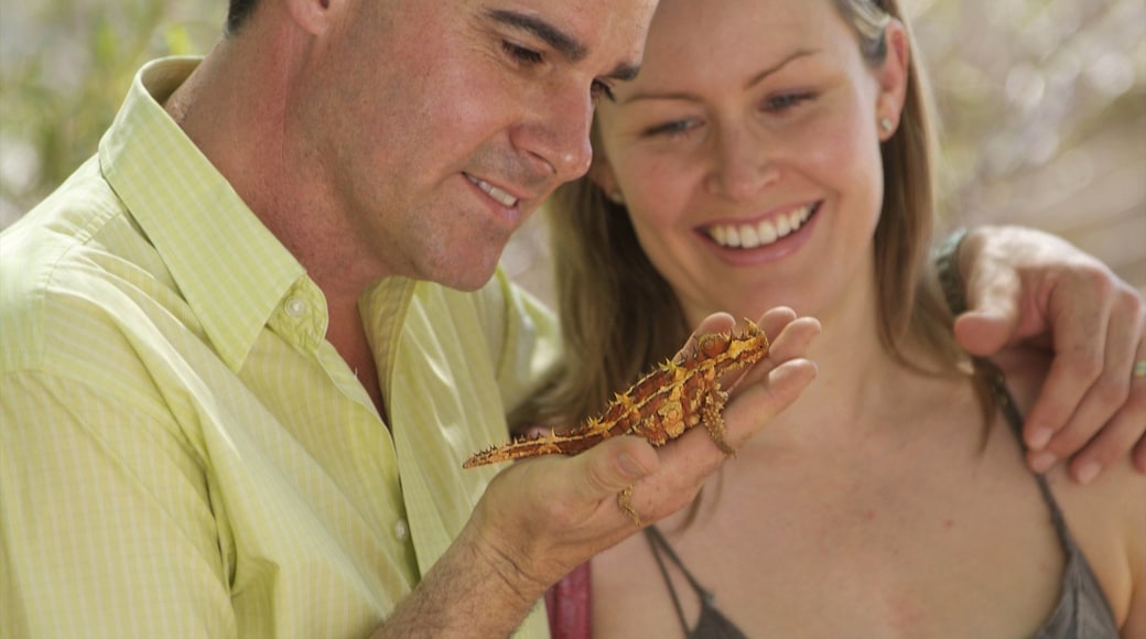 Centro de reptiles de Alice Springs que incluye animales del zoológico y animales y también una pareja