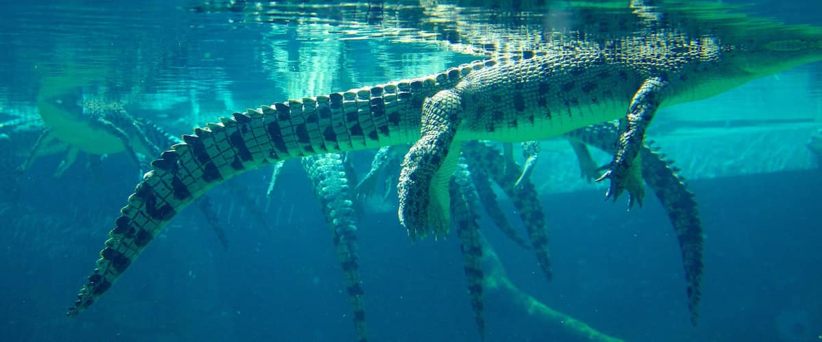 Crocosaurus Cove showing dangerous animals and marine life