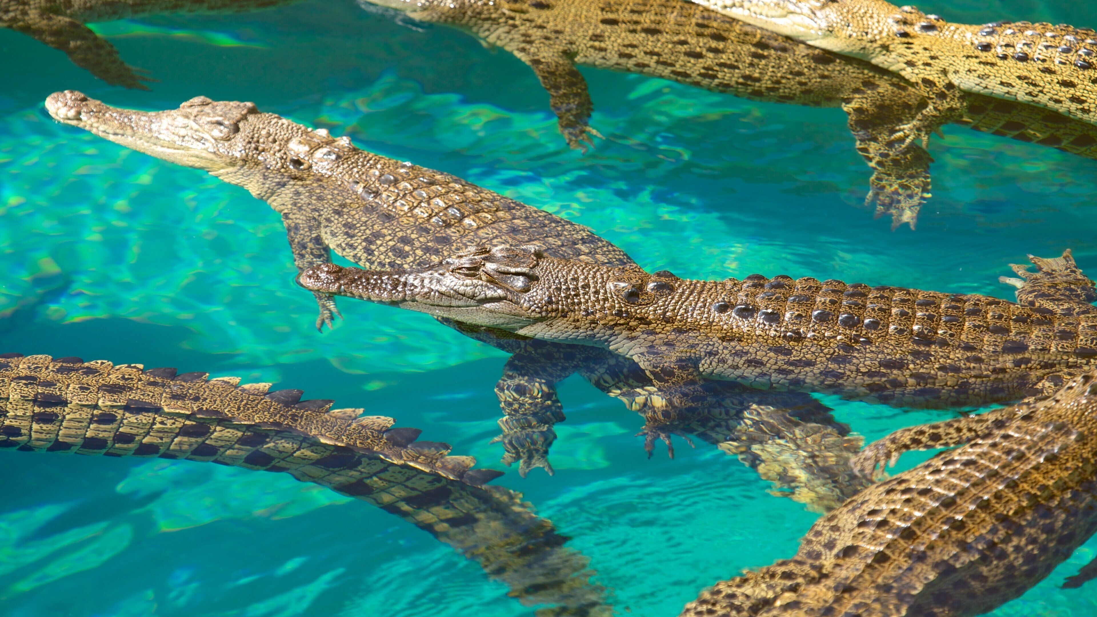 Crocosaurus Cove showing dangerous animals and zoo animals