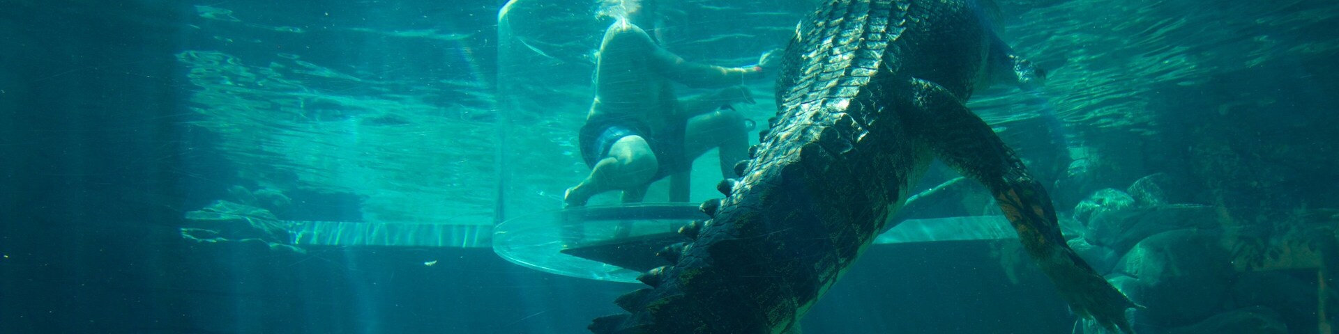 Escena submarina con una gran tortuga y un buzo.