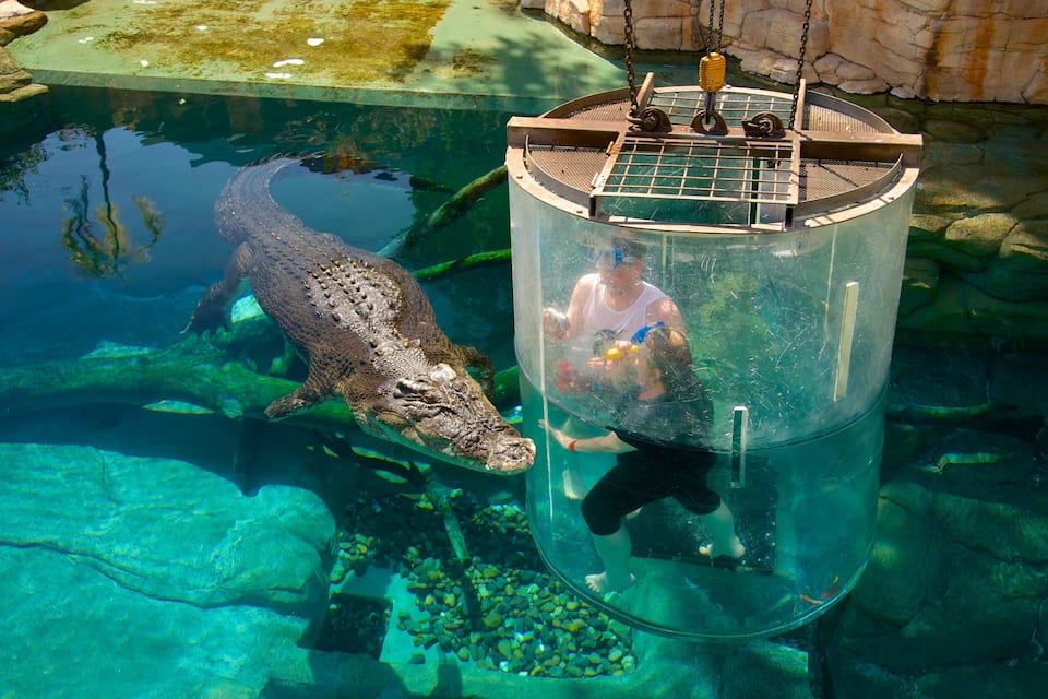 A large alligator in a clear pool with a person in a transparent cylindrical enclosure.