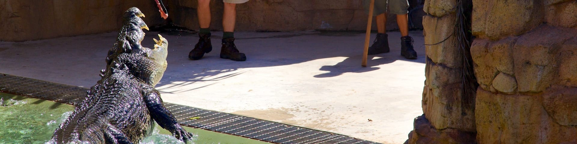 Crocosaurus Cove mit einem Zootiere und gefÀhrliche Tiere sowie kleine Menschengruppe