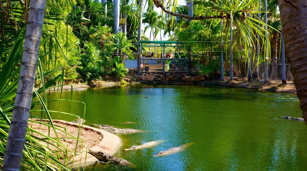 Crocodylus Park fasiliteter samt dam og farlige dyr